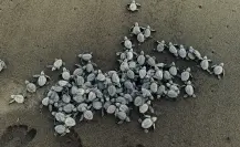Medidas de prevención en temporada de tortugas en Yucatán