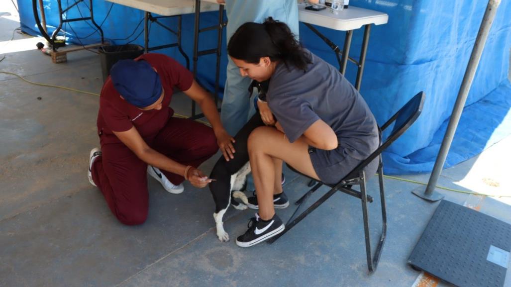 Vacuna a tus mascotas en Los Cabos, ¿cuándo y dónde es la jornada?