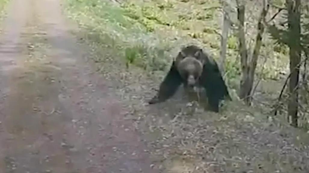 ¡Qué susto! Mamá oso ataca a hombres (VIDEO)