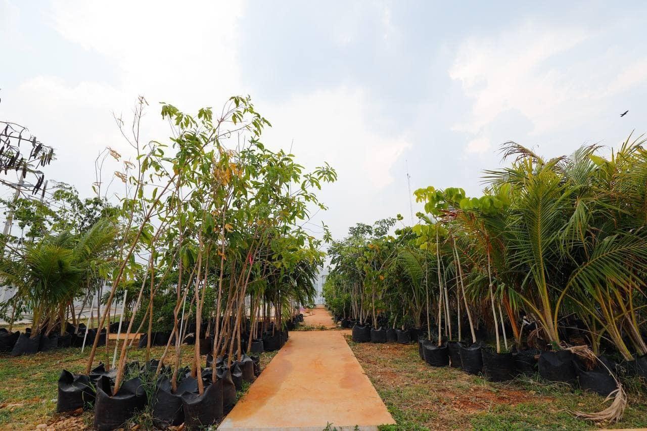 Programa Adopta un árbol ubicado en la Unidad de Desarrollo sustentable, Fracc. Mulsay, Mérida. Foto: Ayuntamerida