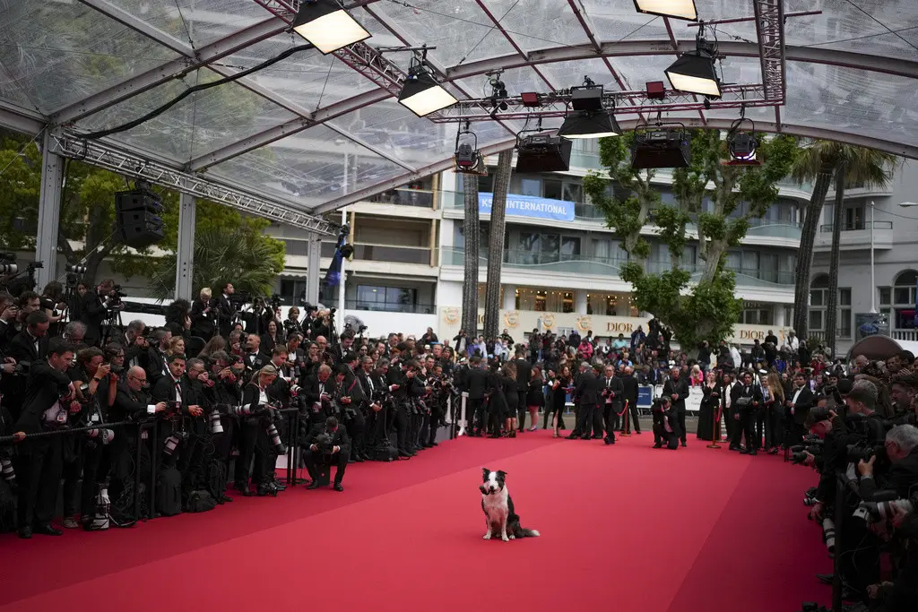 El perro Messi posa a su llegada a la ceremonia y el estreno de la película The Second Act en la 77ª edición del Festival de Cine de Cannes en Francia el martes 14 de mayo de 2024.(Foto Daniel Cole/Invision/AP)