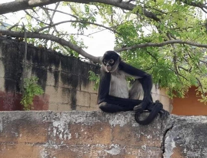 Monito araña recorriendo las calles del oriente de Mérida. Foto: Nelly Collí Redes sociales