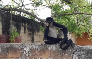 Sorpresivamente un Mono Araña recorre la colonia Chichén Itzá