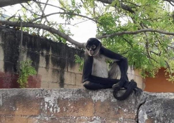 Sorpresivamente un Mono Araña recorre la colonia Chichén Itzá