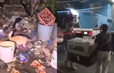 ¡Así mejor no los tengas! Perros son rescatados en condiciones deplorables