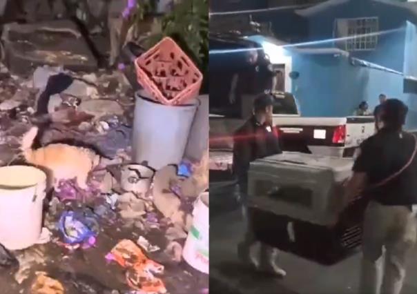 ¡Así mejor no los tengas! Perros son rescatados en condiciones deplorables