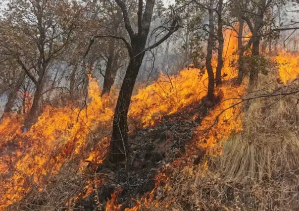 Combaten 14 incendios forestales, 10 están fuera de control en Edomex