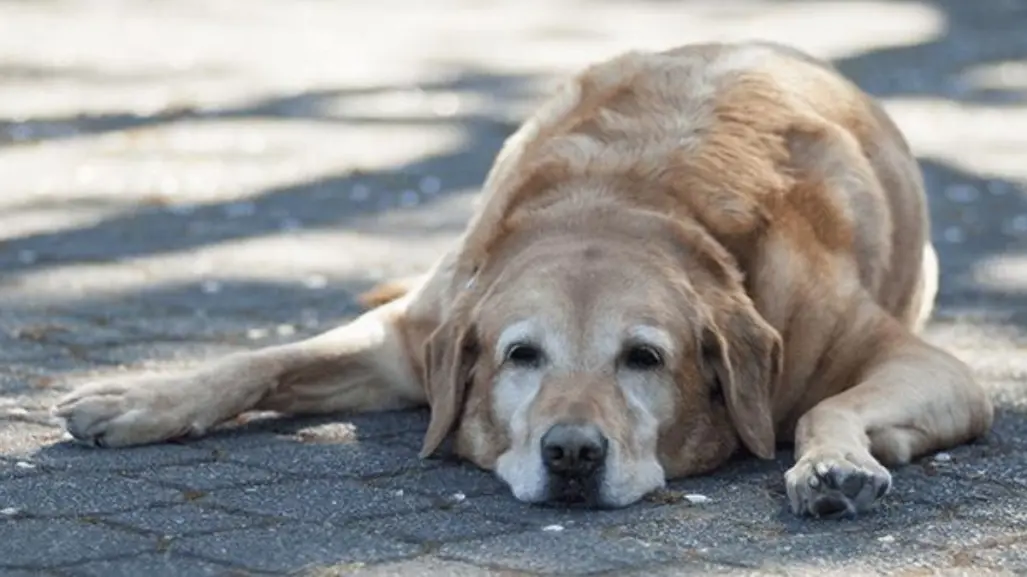 ¿Qué NO se debe hacer ante un choque de calor en un animal?