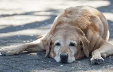 ¿Qué NO se debe hacer ante un choque de calor en un animal?