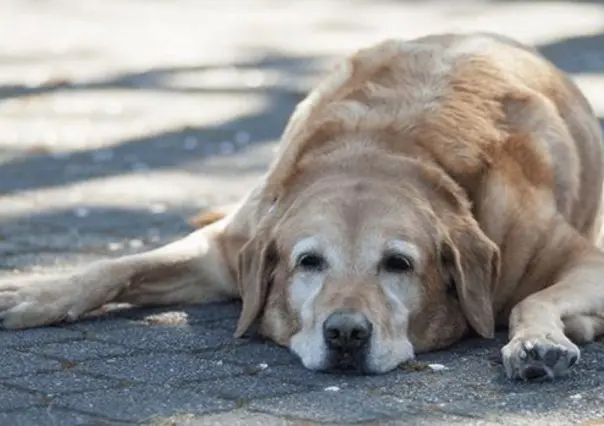 ¿Qué NO se debe hacer ante un choque de calor en un animal?