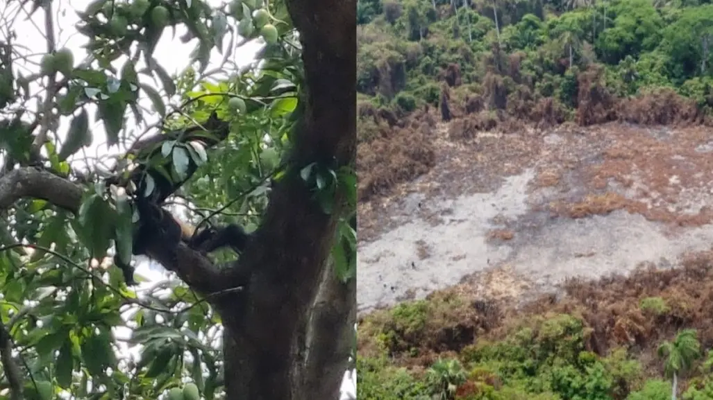 Incendio mata a cientos de animales salvajes de una UMA en Villahermosa, Tabasco