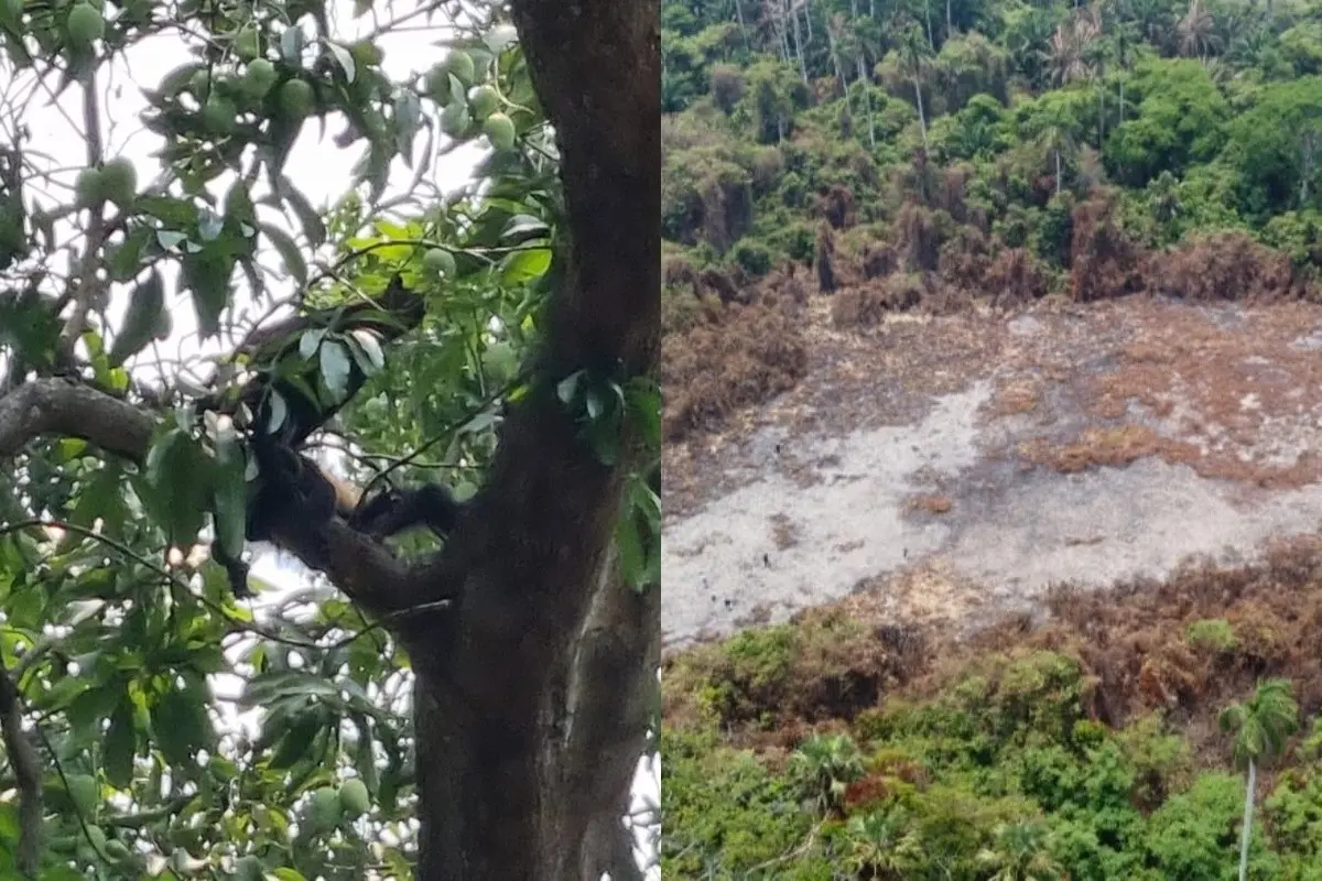 El incendio consumió gran parte del territorio Foto: Especial