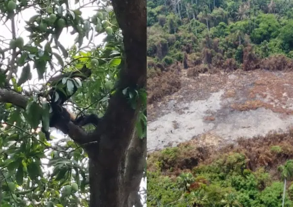 Incendio mata a cientos de animales salvajes de una UMA en Villahermosa, Tabasco