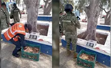 Marina asegura 38 kilogramos de pepino de mar ilegal en Dzilam de Bravo