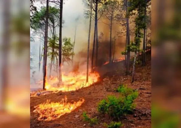 Casi 18 mil hectáreas arrasadas por el fuego en Durango