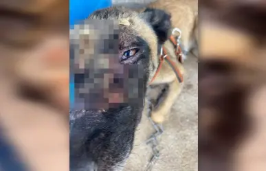 Exigen justicia en Motul: Hombre acusado de quemar a perrita con agua hirviendo