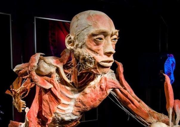 ¡Para conocer el cuerpo humano! “Our Body: El universo dentro” vuelve a la CDMX