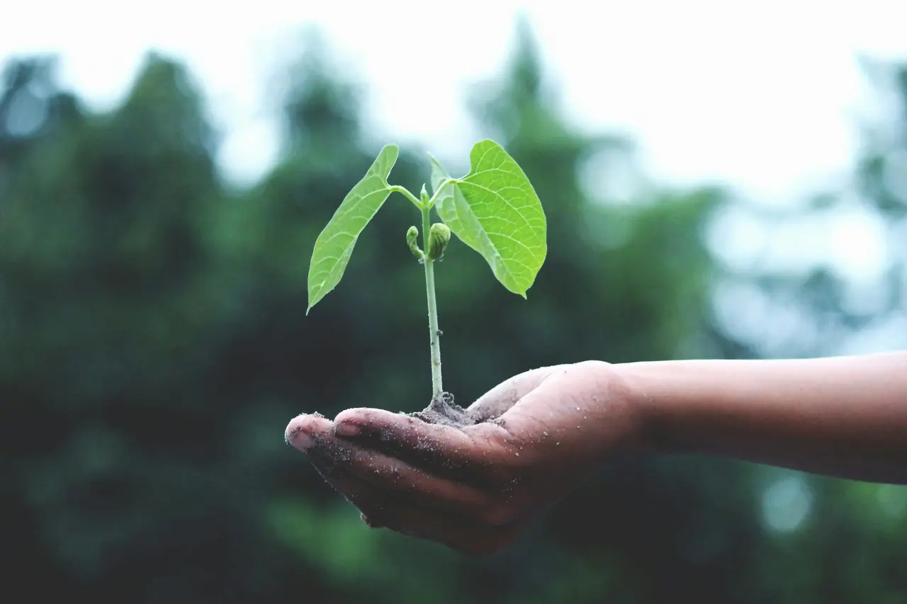 ¿Por qué no plantar en temporada de calor? Foto de Pexels.