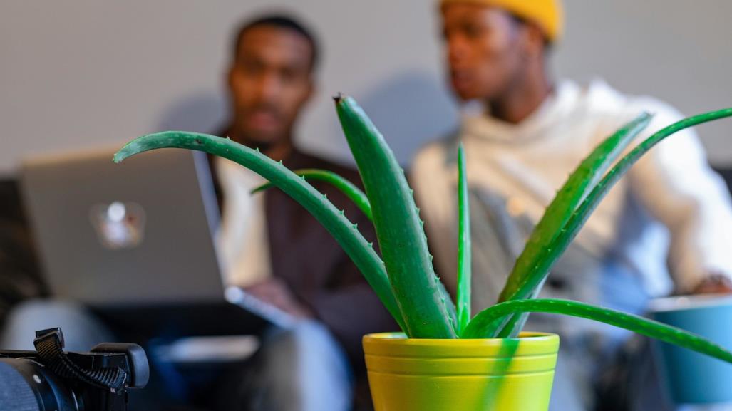 ¿Plantas para combatir el calor en casa? Conócelas aquí