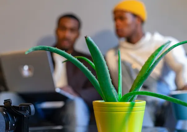 ¿Plantas para combatir el calor en casa? Conócelas aquí