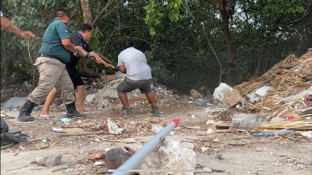 Así fue la captura y liberación de ‘Huancho’, el Cocodrilo de Progreso