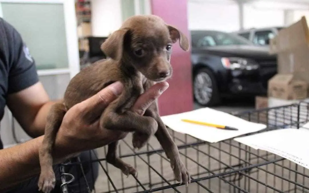 Protectoras de animales exigen acción en el Estado de México. Foto: @Seamos su voz