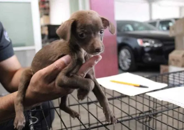 Convocan a movilización por protección animal en Toluca