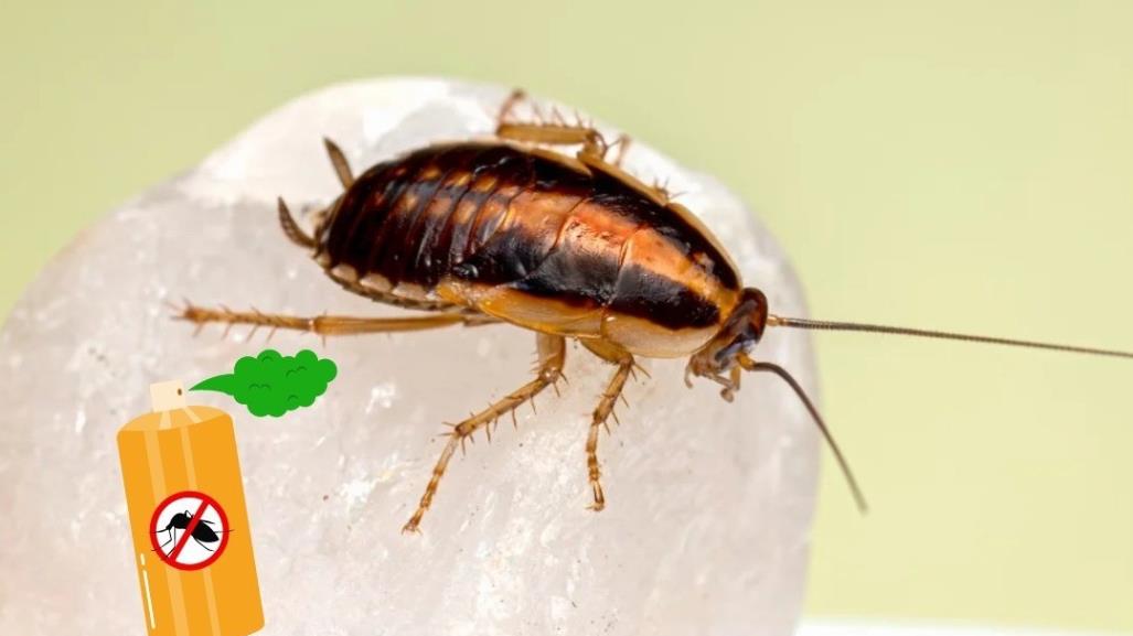 Alertan por supercucaracha resistente a los insecticidas