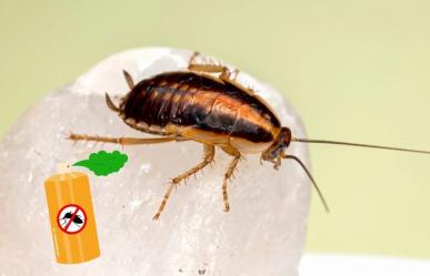 Alertan por supercucaracha resistente a los insecticidas