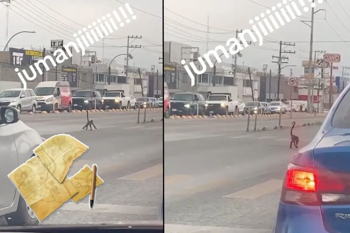 Mono corriendo por la avenida Lincoln en Monterrey. Foto: TikTok Myriam Hdz