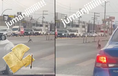 Jumanji en Nuevo León: captan a mono en avenida Lincoln (VIDEO)