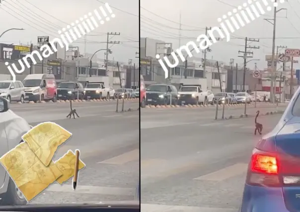 Jumanji en Nuevo León: captan a mono en avenida Lincoln (VIDEO)