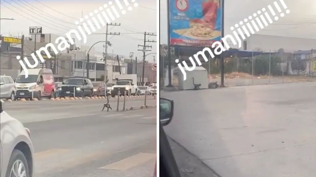 Captan mono libre en las calles de México, así fue el peculiar momento| VIDEO