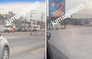 Captan mono libre en las calles de México, así fue el peculiar momento| VIDEO