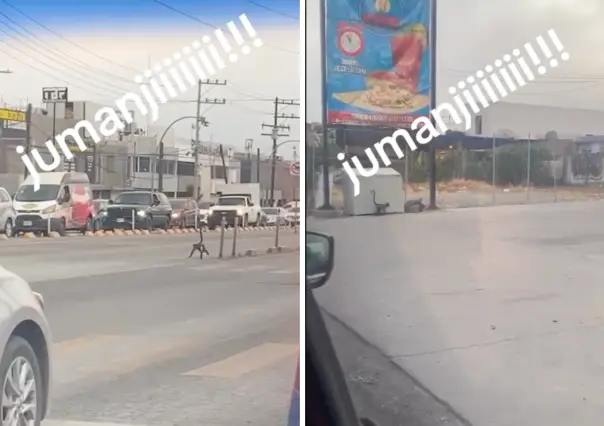 Captan mono libre en las calles de México, así fue el peculiar momento| VIDEO