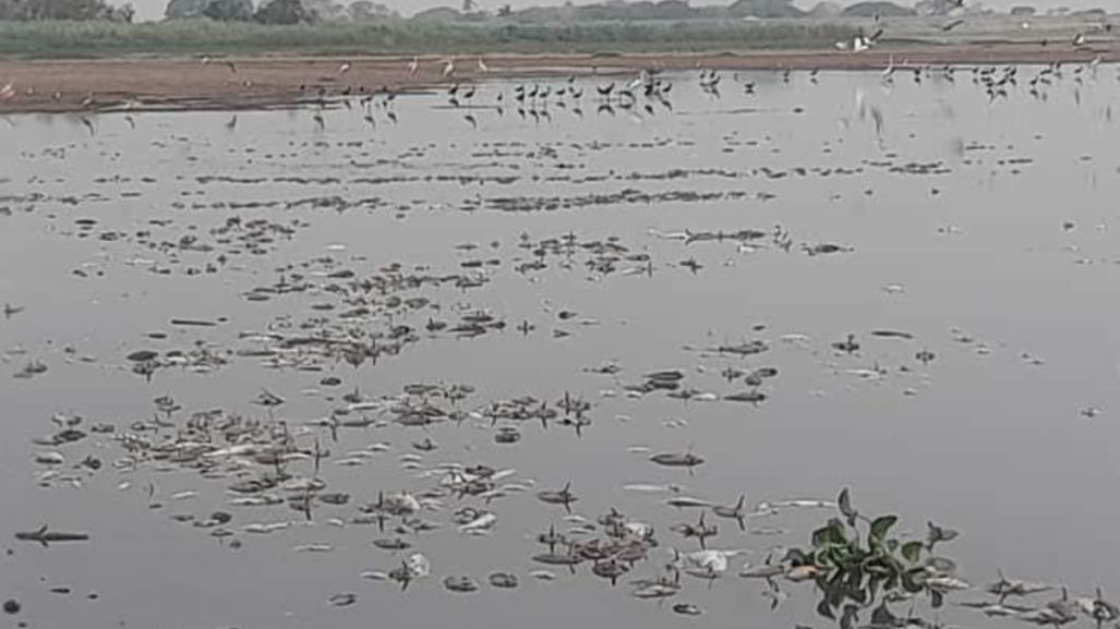 Mortandad de peces en la Laguna del Chairel