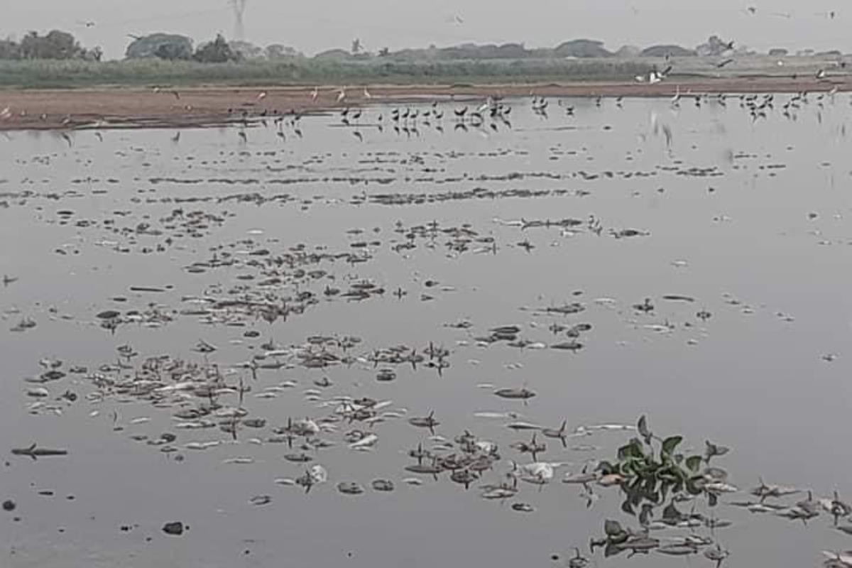 Miles de peces han muerto debido al bajo nivel de la laguna. Foto: Axel Hassel