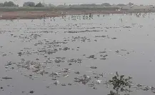 Mortandad de peces en la Laguna del Chairel