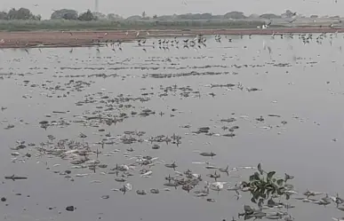 Mortandad de peces en la Laguna del Chairel