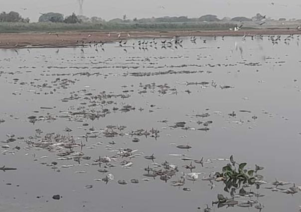 Mortandad de peces en la Laguna del Chairel