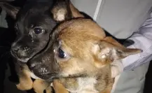 Rescatan a 391 perros maltratados en Edomex; 193 buscan ser adoptados