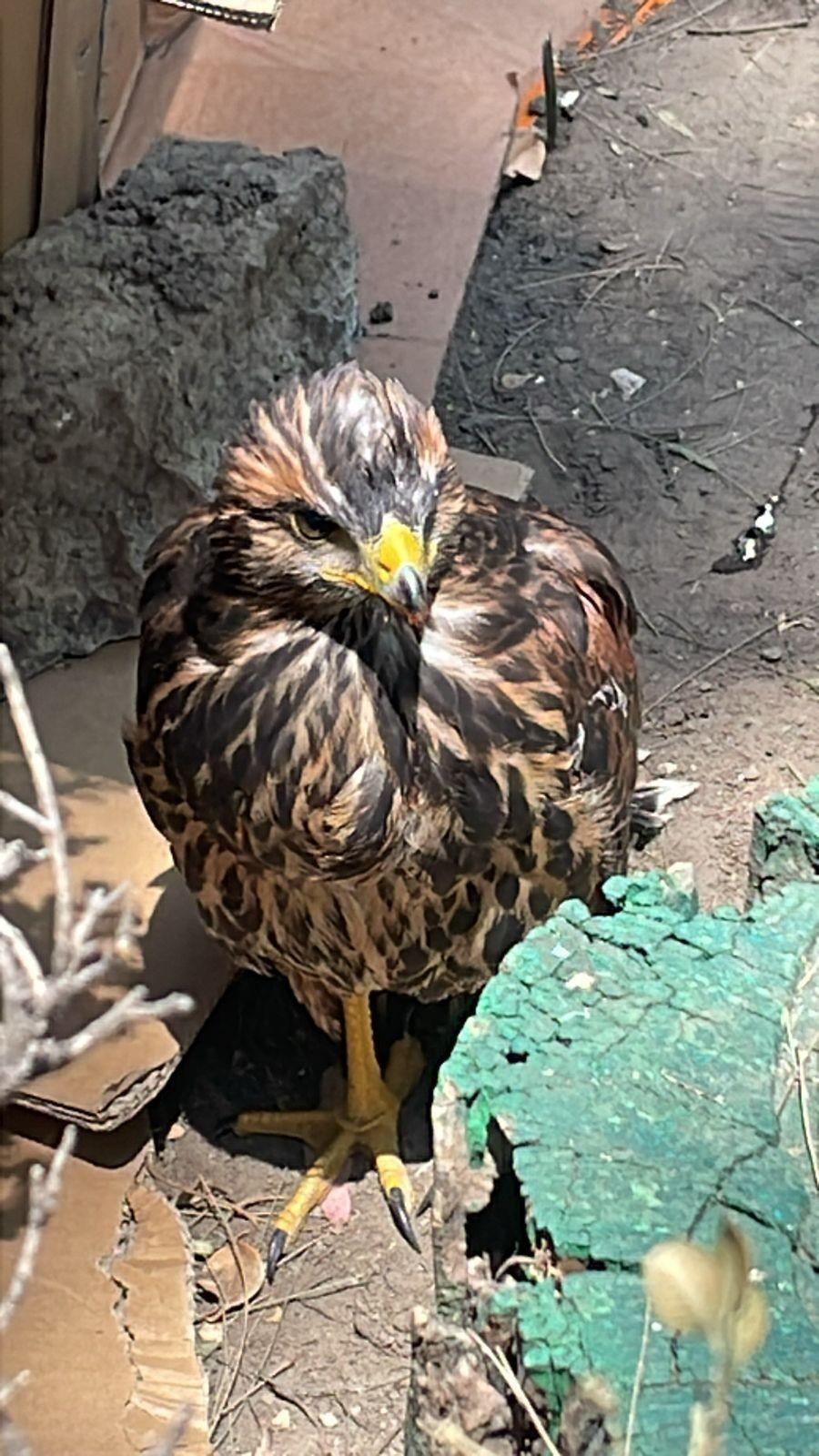 Águila hallada en CDMX. Foto: Ramón Ramírez