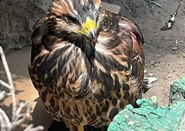 Águila herida es resguardada por vecinos de la colonia San Pedro el Chico