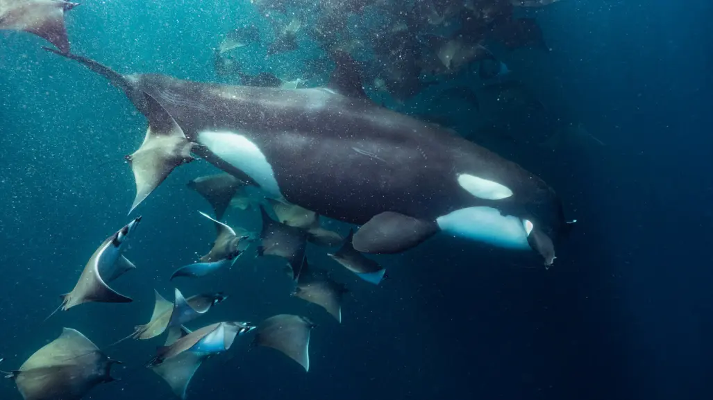 El Sargento, BCS: Avistamiento de orcas en el acuario del mundo Mar de Cortés