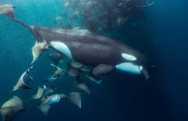 El Sargento, BCS: Avistamiento de orcas en el acuario del mundo Mar de Cortés