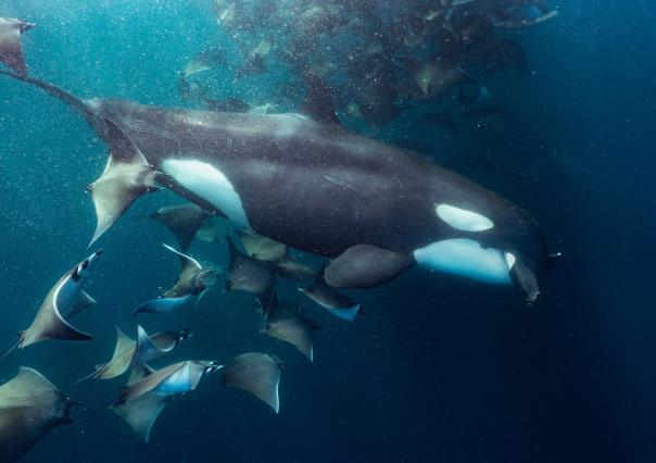 El Sargento, BCS: Avistamiento de orcas en el acuario del mundo Mar de Cortés