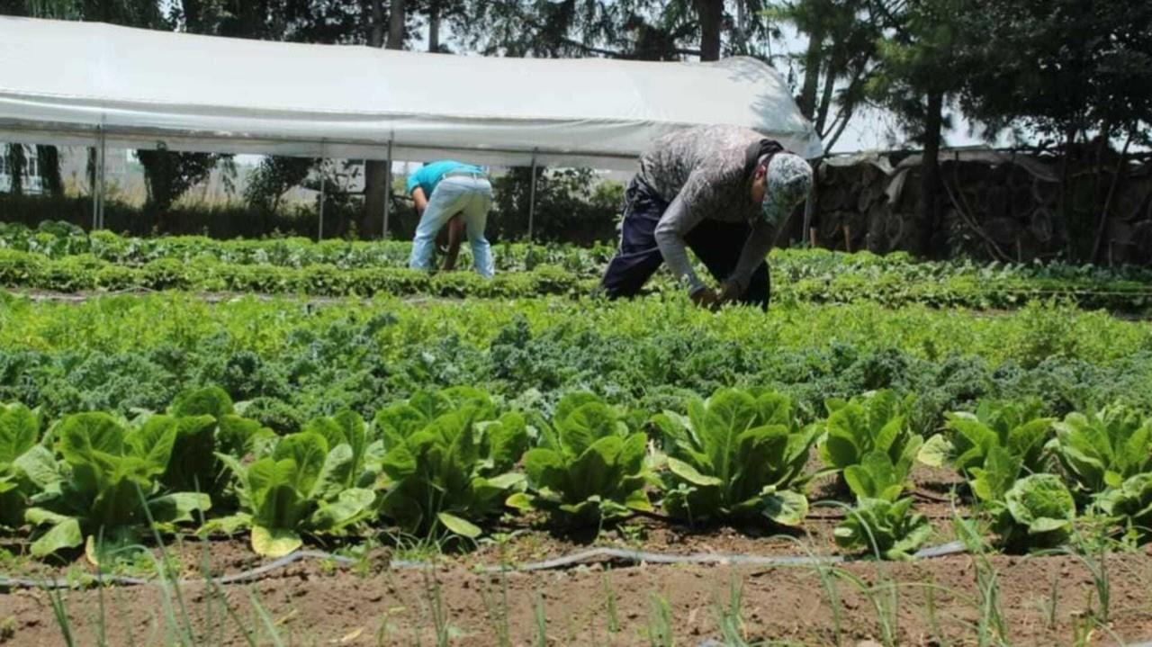 Horticultura: Está Edomex en los primeros lugares de producción en el país
