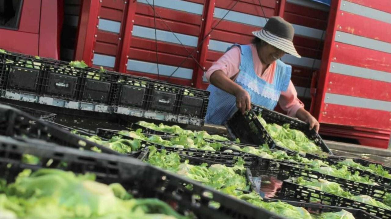 Horticultura: Está Edomex en los primeros lugares de producción en el país