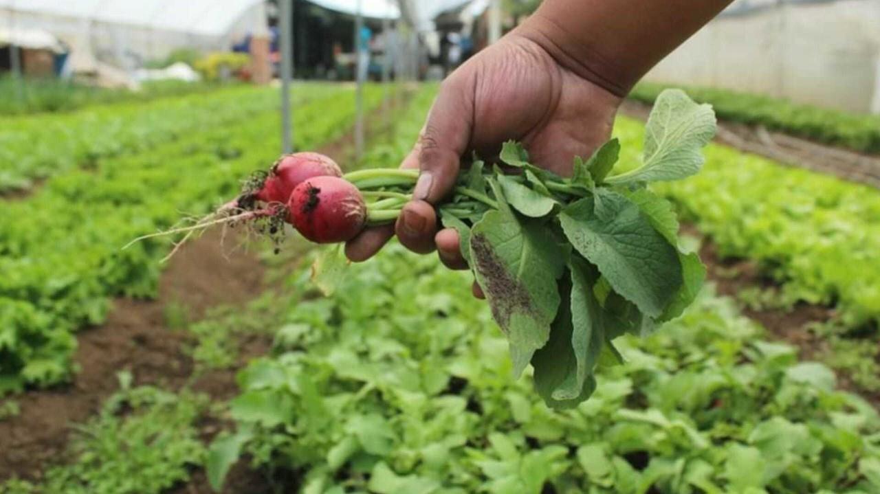 Horticultura: Está Edomex en los primeros lugares de producción en el país