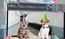 El Hotel para Perros y Gatos Abandonados celebra un año de logros en CDMX